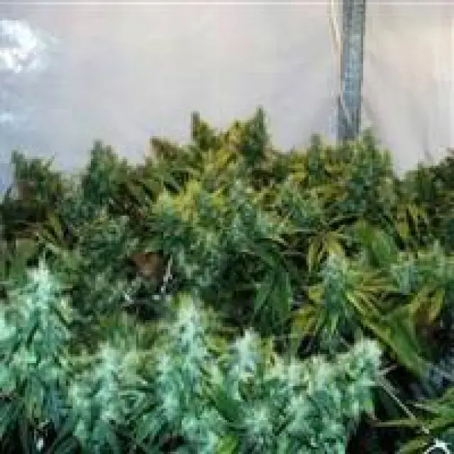 Brain's Choice Regular Cannabis Seeds | KC Brains Seeds 