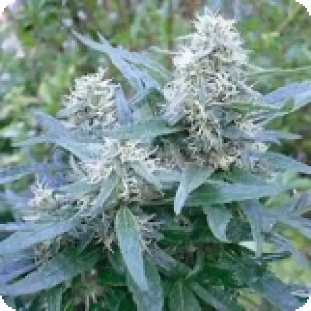 Brasil x KC Feminised Cannabis Seeds | KC Brains Seeds
