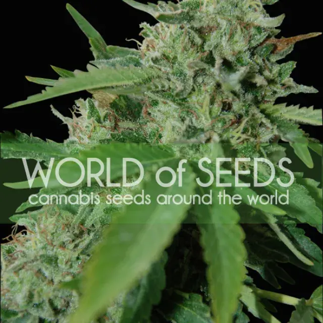 Brazil Amazonia Feminised Cannabis Seeds | World of Seeds