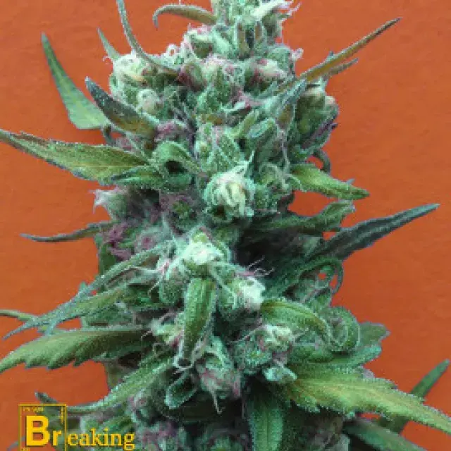 Big Whoop Auto Feminised Cannabis Seeds | Breaking Buds Seeds