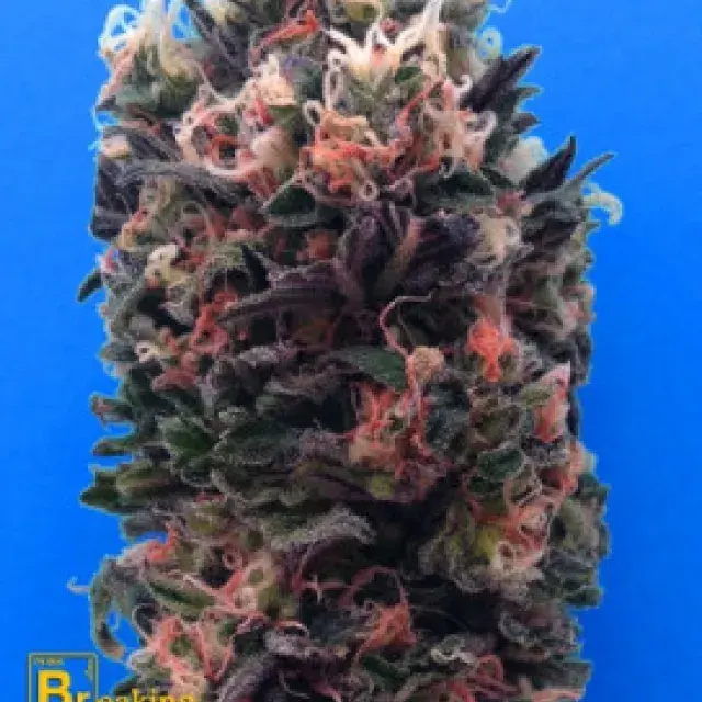 Blue Sky 99% Feminised Cannabis Seeds | Breaking Buds Seeds