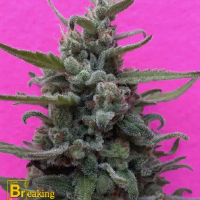 Brownie Auto Feminised Cannabis Seeds | Breaking Buds Seeds