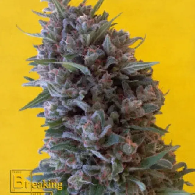 Cheeisenberg Feminised Cannabis Seeds | Breaking Buds Seeds