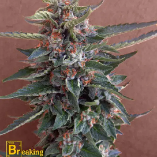 Chocolate Cookies Feminised Cannabis Seeds | Breaking Buds Seeds