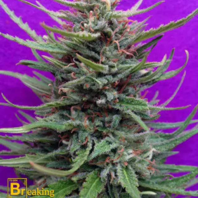 Cream Crystal Meth Feminised Cannabis Seeds | Breaking Buds Seeds