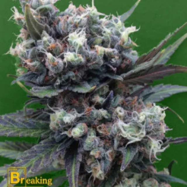 Malverde Feminised Cannabis Seeds | Breaking Buds Seeds