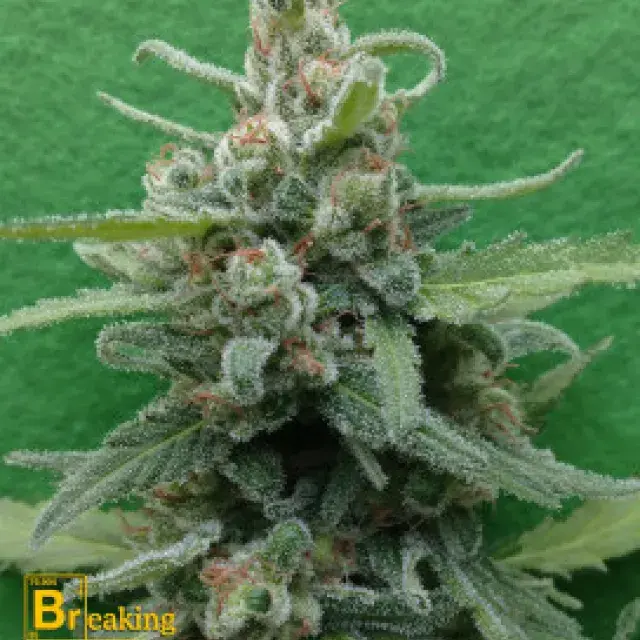 Soylent Green Auto Feminised Cannabis Seeds | Breaking Buds Seeds