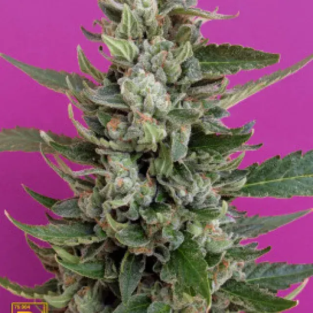 Strawberry Cream Feminised Cannabis Seeds | Breaking Buds Seeds