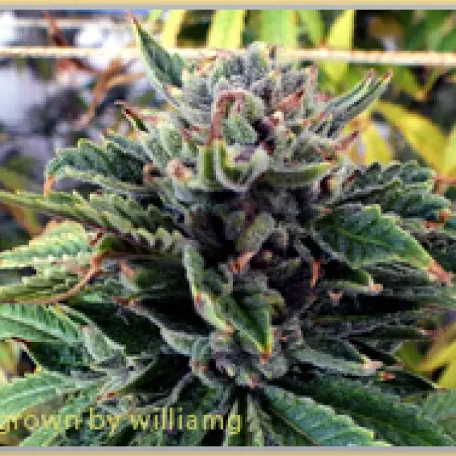Gage Green Breakout Cannabis Seeds