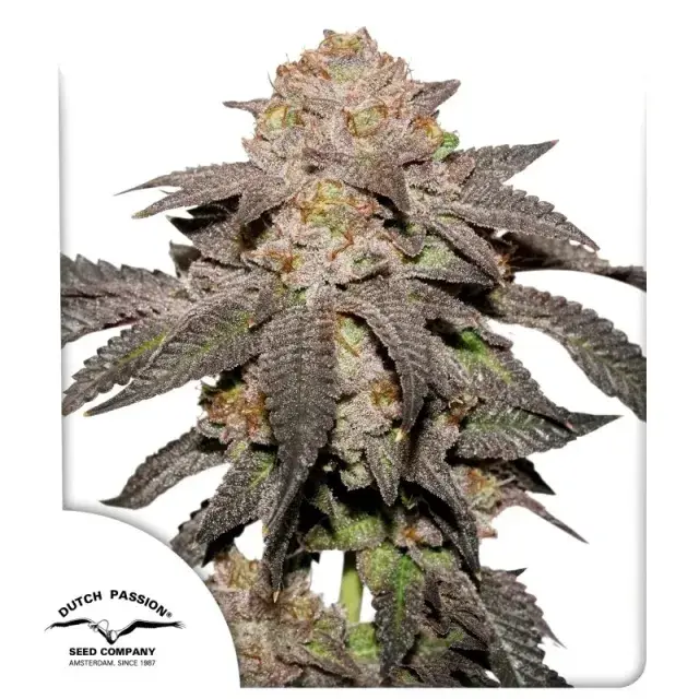 Kingston Punch Feminised Cannabis Seeds | Dutch Passion.