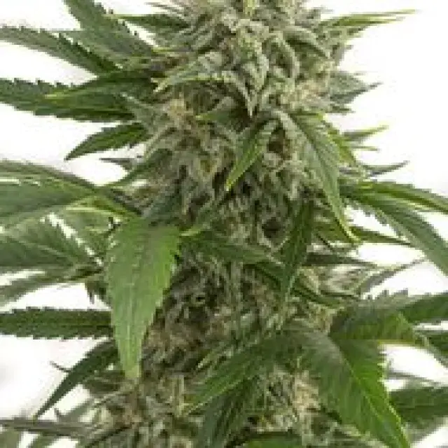 Bubba Kush Auto Feminised Cannabis Seeds | Dinafem Seeds