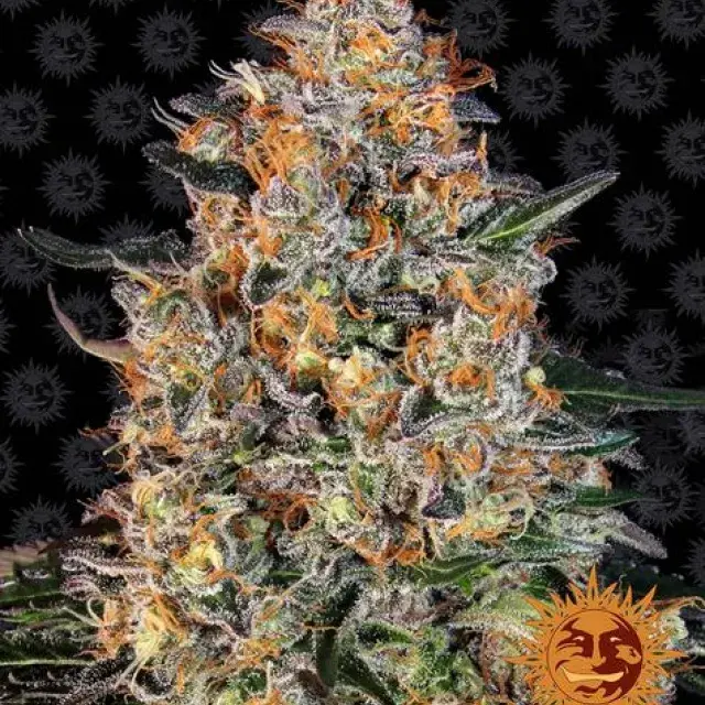  Bubba Kush Feminised Cannabis Seeds | Barney's Farm.