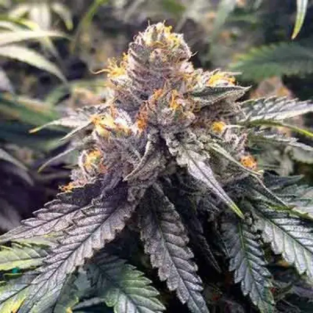 Bubba's Gift Feminised Cannabis Seeds | OO Seeds