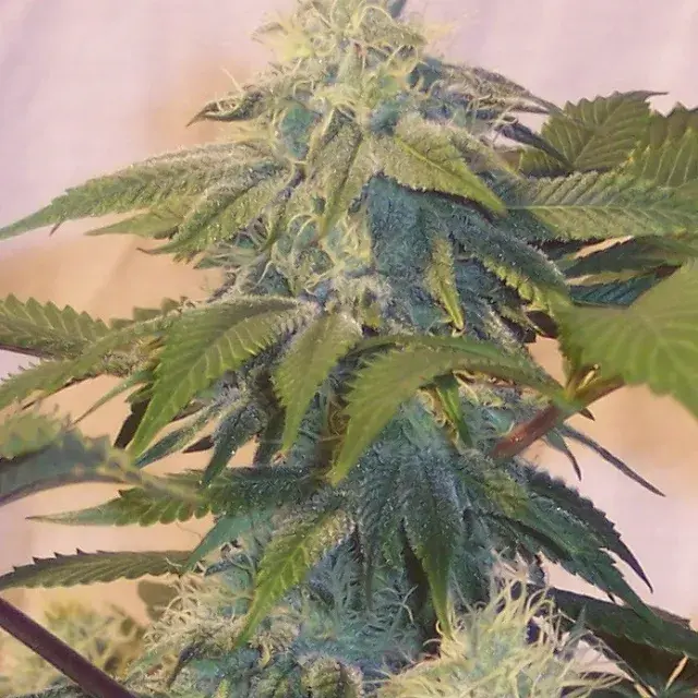 Bubba's Widow Regular Cannabis Seeds | Hazeman Seeds