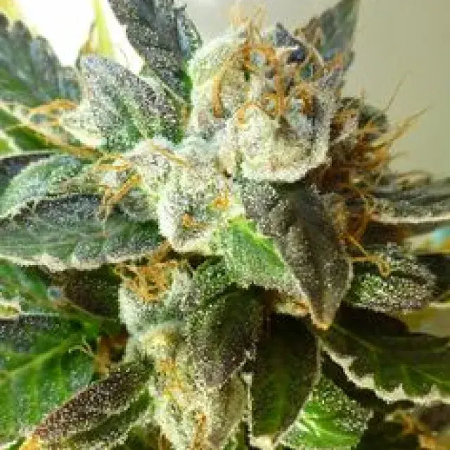 Bubble Crack Regular Auto Cannabis Seeds | Flash Autos