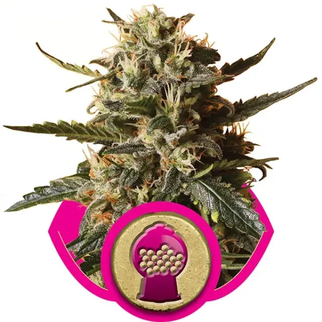 Bubblegum XL Feminised Cannabis Seeds | Royal Queen Seeds