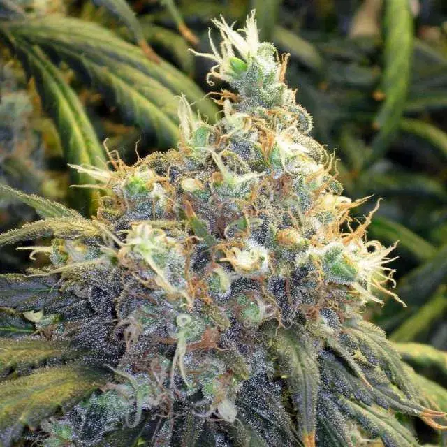  Bubblelicious Feminised Cannabis Seeds | Nirvana