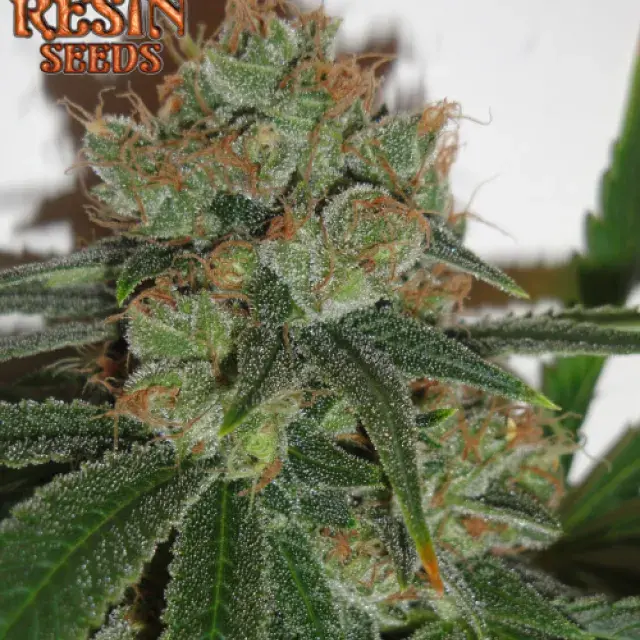 Bubblicious Feminised Cannabis Seeds | Resin Seeds