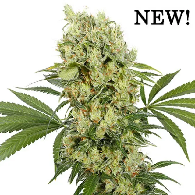 Medikit Feminised Cannabis Seeds | Buddha Seeds