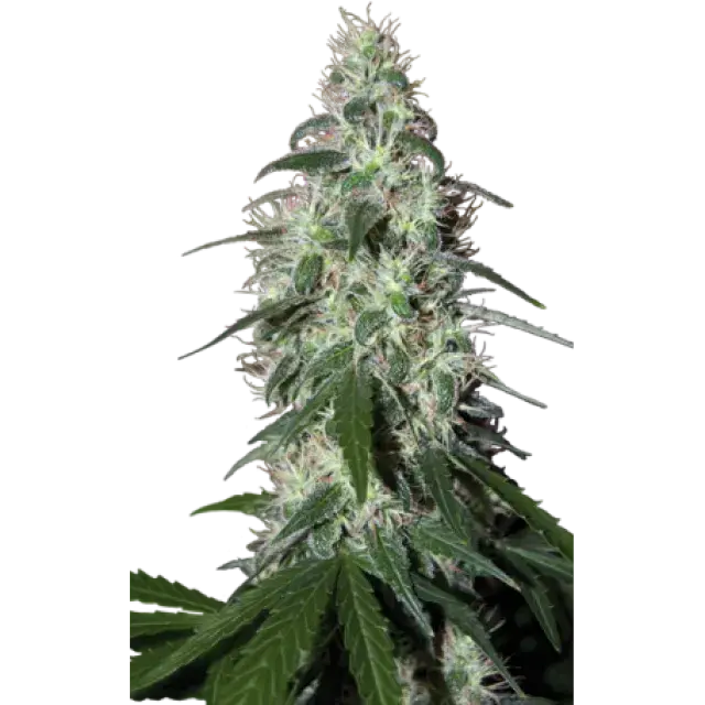 Pulsar Feminised Cannabis Seeds | Buddha Seeds