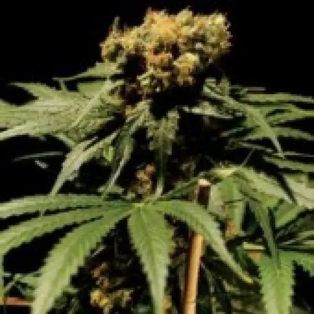 The Chronic Feminised Cannabis Seeds | Bulldog  Seeds