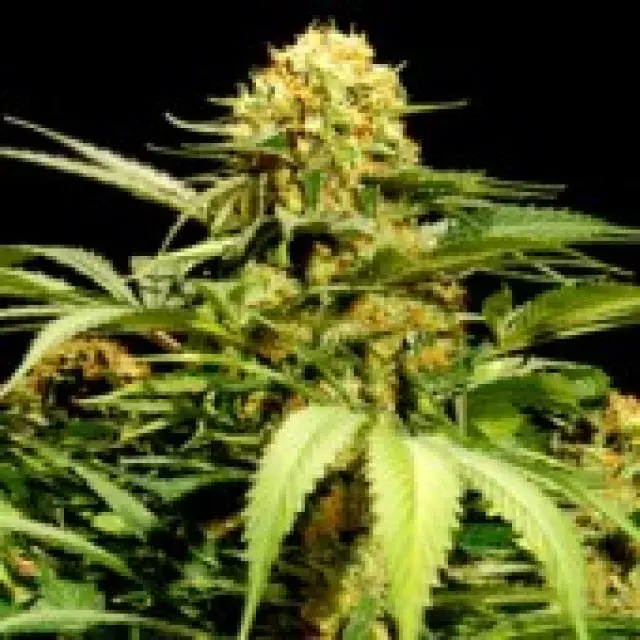 Bullshark Feminised Cannabis Seeds | Bulldog Seeds