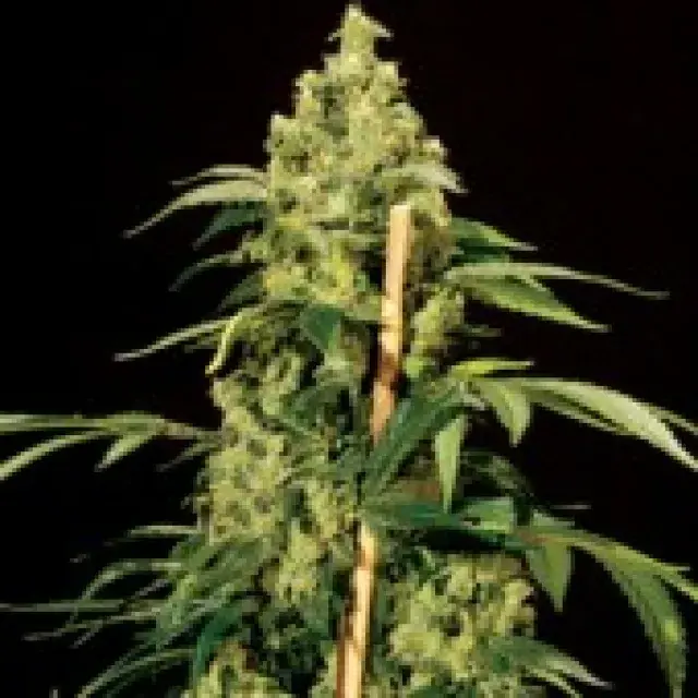 Jack Herer Feminised Cannabis Seeds | Bulldog Seeds