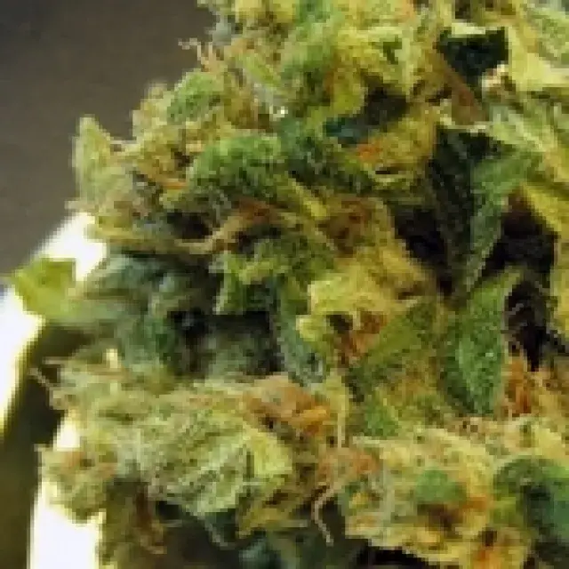 Burmese Regular Cannabis Seeds |  BC Bud Depot