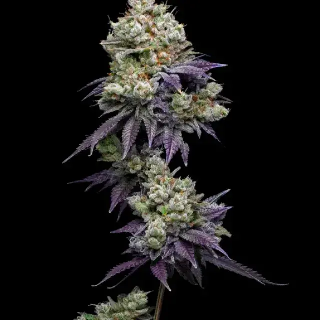 Jasmine Panna Cotta Feminised Cannabis Seeds - Mavericks Seeds.