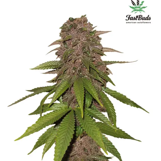 C4-matic Auto Feminised Cannabis Seeds | Fast Buds