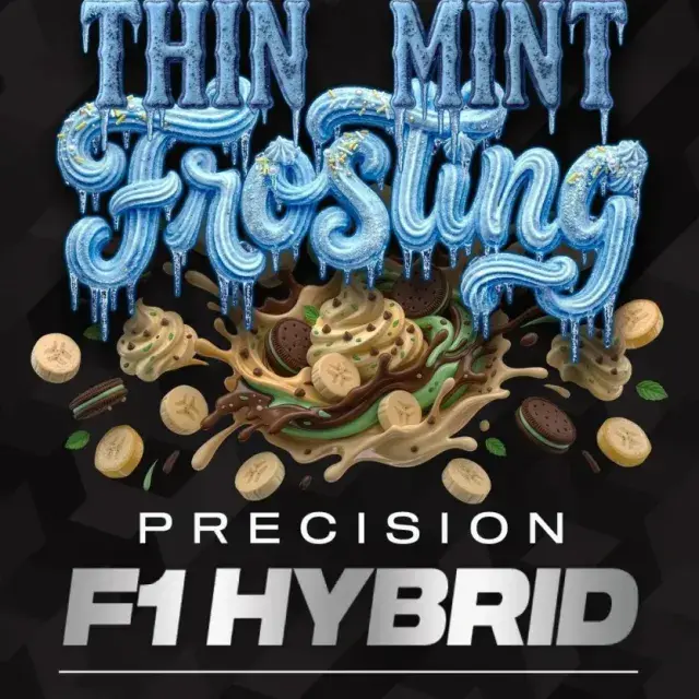 Thin Mint Frosting F1 Feminised Cannabis Seeds | Barneys Farm.