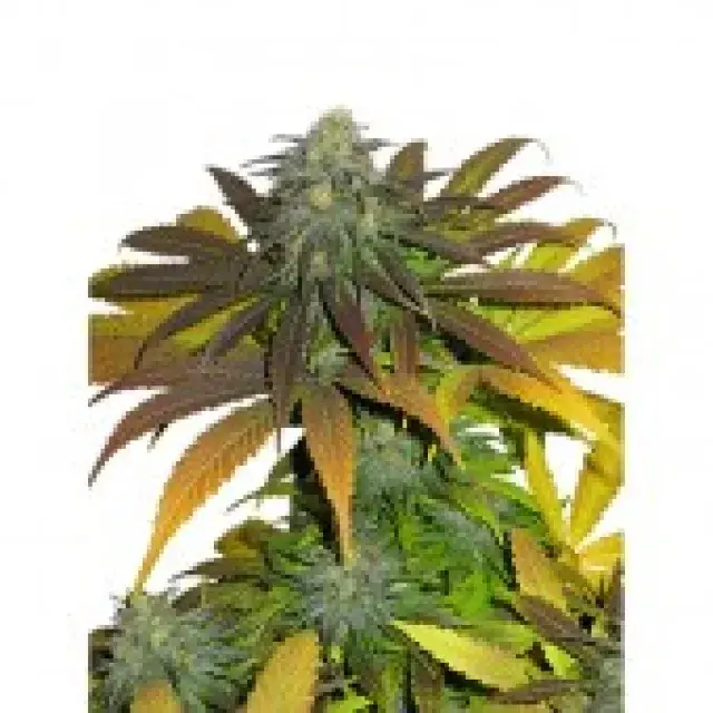 Californian Orange Feminised Cannabis Seeds | Dutch Passion 