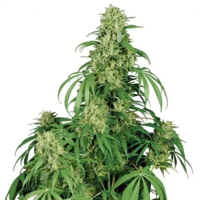 Calamity Jane Auto Feminised Cannabis Seeds | Buddha Seeds