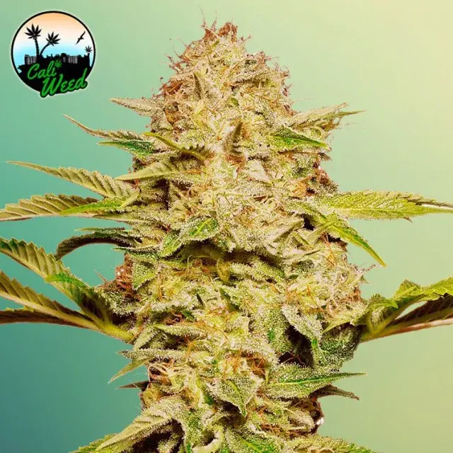 Cali Glue Auto  Feminised Cannabis Seeds - Cali Weed