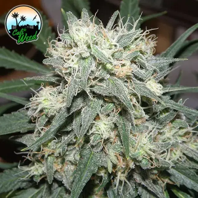 Cali Killer Feminised Cannabis Seeds - Cali Weed