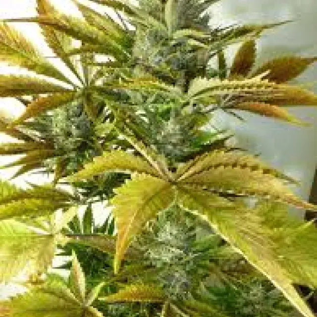 California Haze Regular Auto Cannabis Seeds | Flash Autos