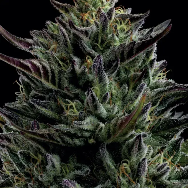 California Octane Feminised Cannabis Seeds - Humboldt Seed Company
