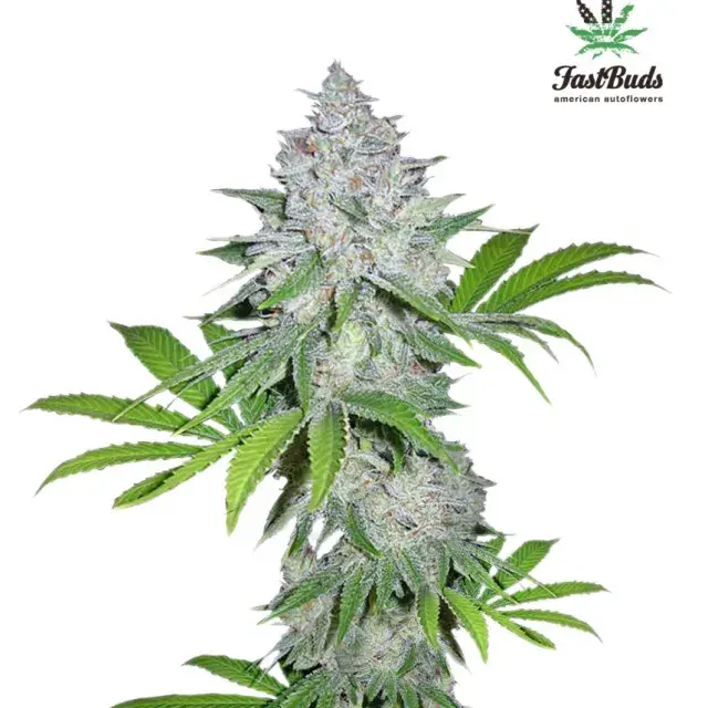 California Snow Auto Feminised Cannabis Seeds | Fast Buds