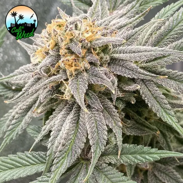 Pink Runtz Auto Feminised Cannabis Seeds - Cali Weed