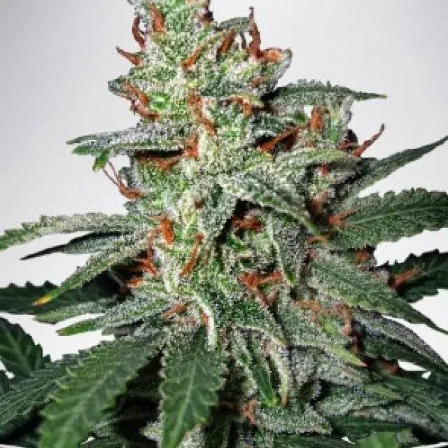 Carnival Feminised Cannabis Seeds | Ministry of Cannabis