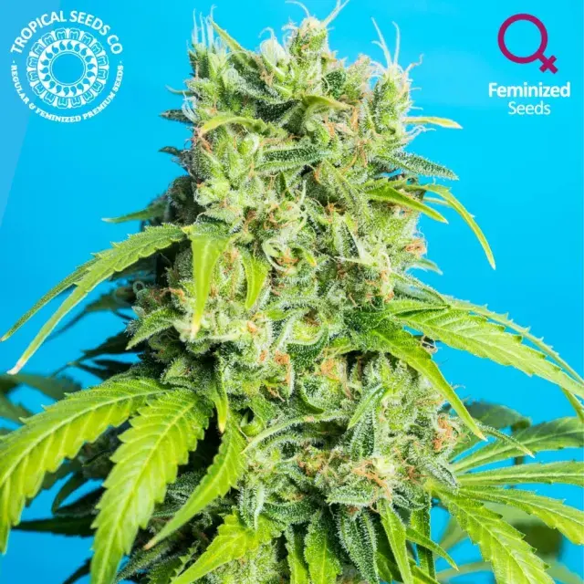 Heaven's Gate Feminised Cannabis Seeds | Tropical Seeds