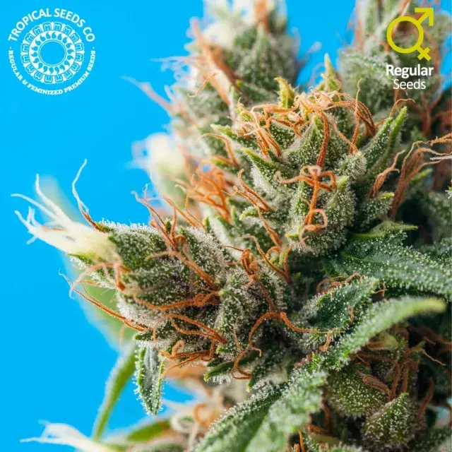 Durban Punch Regular Cannabis Seeds | Tropical Seeds