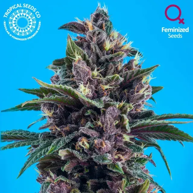 Red Afro Feminised Cannabis Seeds | Tropical Seeds