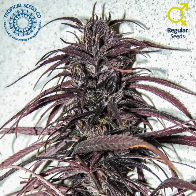 Old Congo Regular Cannabis Seeds | Tropical Seeds