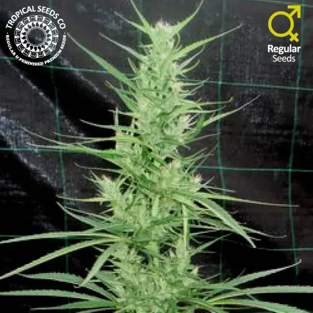 Zambian Regular Cannabis Seeds | Tropical Seeds