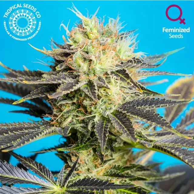 Dandy Dance Feminised Cannabis Seeds | Tropical Seeds