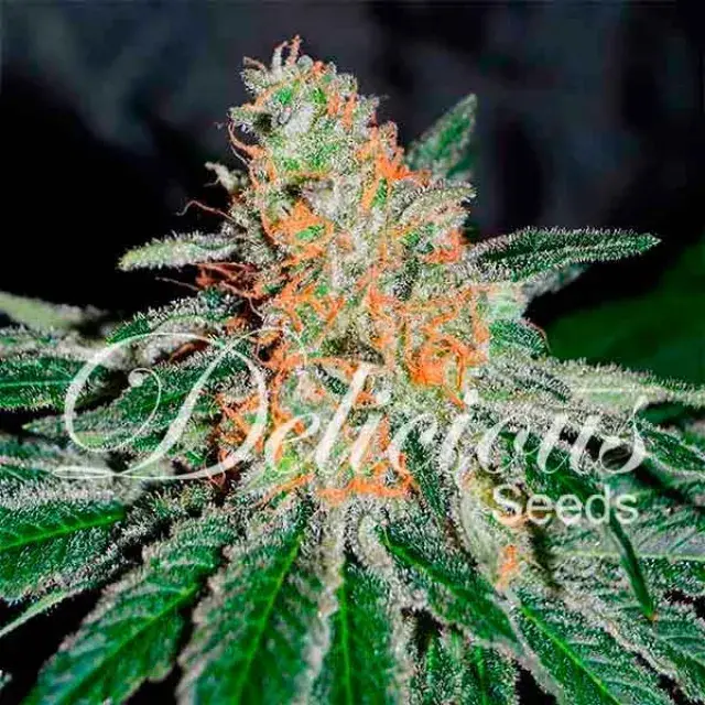 CBD Jam Feminised Cannabis Seeds | Delicious Seeds