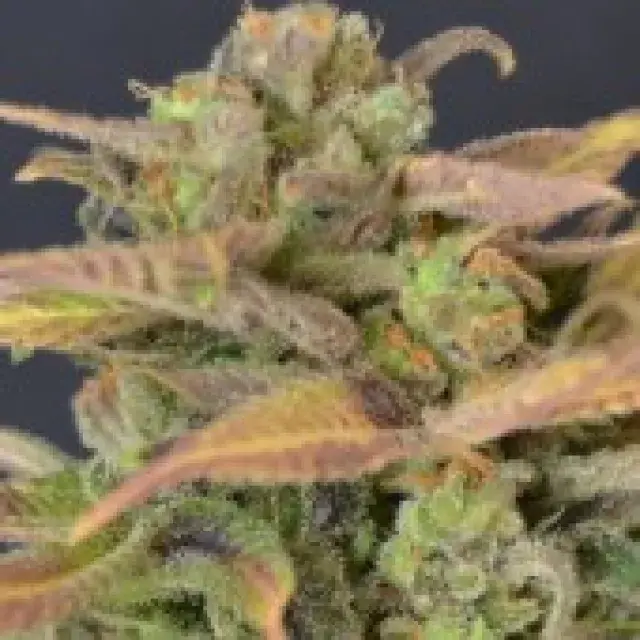Auto Critical Feminised Cannabis Seeds |  CBD Seeds Auto flowering Line
