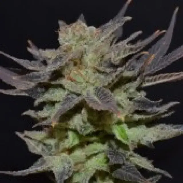 Auto Lavender Feminised Cannabis Seeds | CBD Seeds Auto Flowering Line