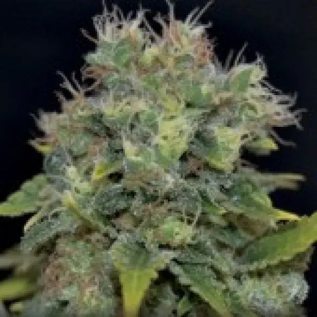 Auto Yumbolt Feminised Cannabis Seeds | CBD Seeds Auto Flowering Line